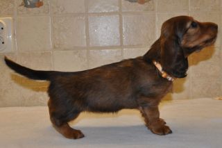 Jamnik d�ugow�osy - szczeni� 